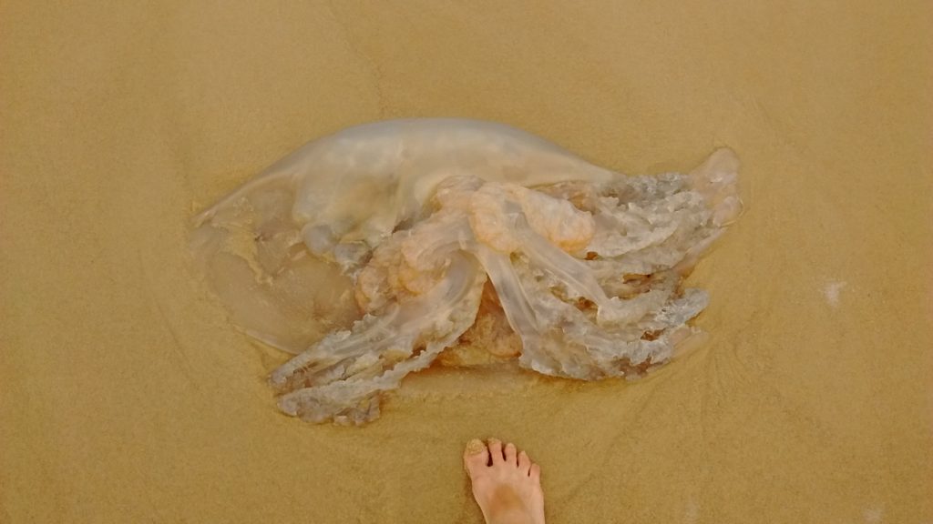jellyfish-meets-human-foot